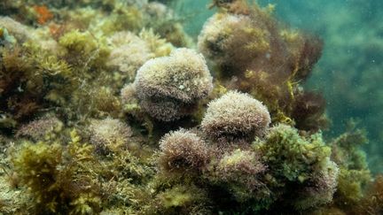 Le blanchissement mondial des coraux atteint un niveau record à cause des températures élevées des océans, selon une agence américaine (1/1)