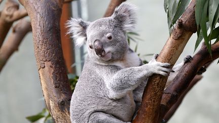 Un koala dans un zoo en&nbsp;Belgique, le 29 mars 2014. ( YVES HERMAN / REUTERS)