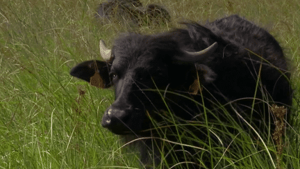 Direction la Gironde où, depuis quelques mois, des buffles d'eau paissent dans les marais de Lacanau. Ils ont pour mission d'entretenir les lieux. (France 2)