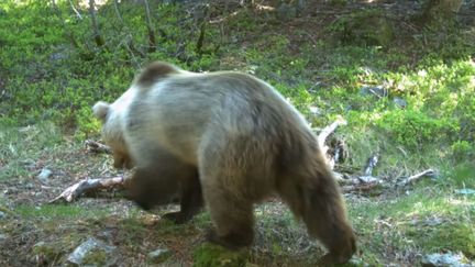 Une femelle ours photographiée à Fos (Haute-Garonne), dans les Pyrénées, non loin de la frontière espagnole, le 24 mai 2017. (ONCFS / YOUTUBE)