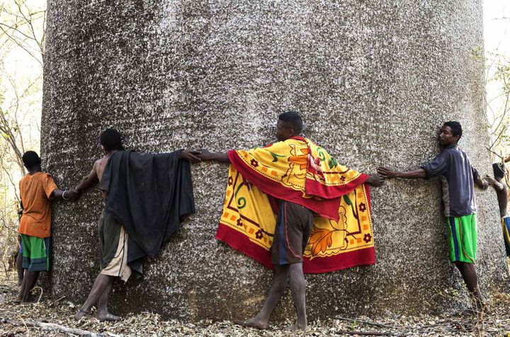 Il faut douze personnes pour réussir à faire le tour du baobab dans ce village de Kirindy. (Géo  Pascal Maitre)