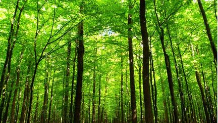 &nbsp; (Une forêt © Fotolia)