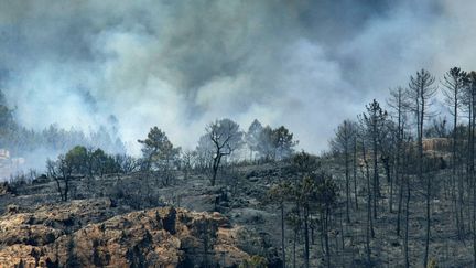 Après la vague d'émotion soulevée&nbsp;par les incendies qui ont ravagé des sites emblématiques du Var, le Conservatoire du littoral, propriétaire de ces sites, lance un appel à la générosité afin de procéder à leur restauration. Image d'illustration. (JEAN-PHILIPPE KSIAZEK / AFP)