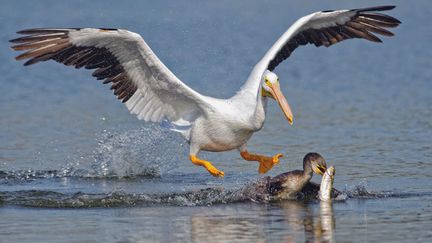 Un p&eacute;lican s'appr&ecirc;te &agrave; voler le poisson p&ecirc;ch&eacute; par un cormoran &agrave; Long Beach (Californie, Etats-Unis), le 7 mars 2014. (ANDREW LEE / SOLENT NEWS / SIPA)