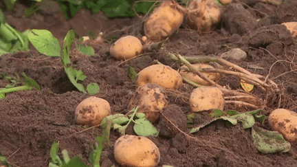 Vendée : la récolte de la bonnotte bat son plein à Noirmoutier (France 3)