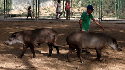 vols d'animaux au Venezuela