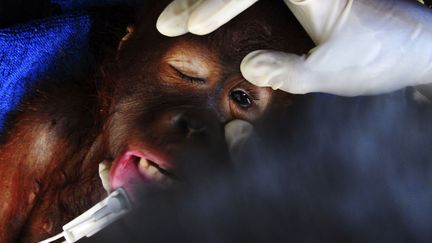 Un orang-outan souffrant de malaria et de typho&iuml;de est examin&eacute; par des v&eacute;t&eacute;rinaires avant d'&ecirc;tre transport&eacute; dans une clinique &agrave; Pontianak (Indon&eacute;sie), le 23 juin 2012. (REUTERS)