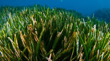 Une plante marine géante de la famille des posidonies vient d'être découverte le long de la côte ouest australienne sur une surface de 200 km2. (Illlustration) (A. MARTIN UW PHOTOGRAPHY / MOMENT RF)