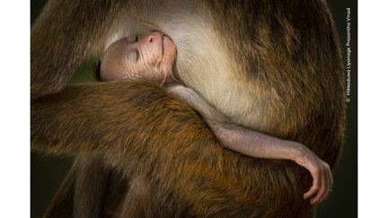 Un jeune macaque à toque dort dans les bras d'un adulte. Le photographe Hikkaduwa Liyanage Prasantha Vinod (Sri Lanka) se reposait dans un endroit calme après une matinée passée à photographier des oiseaux et des léopards, lorsqu'il a réalisé qu'il n'était pas seul. Une troupe de macaques à toque se déplaçait dans les arbres au-dessus de lui. Le photographe a repéré ce jeune singe dormant entre les tétées et a utilisé un téléobjectif pour cadrer ce moment paisible. La photo a été prise dans le parc national de Wilpattu, au Sri Lanka. (HIKKADUWA LIYANAGE PRASANTHA VINOD / WILDLIFE PHOTOGRAPHER OF THE YEAR 2024 / NHM)