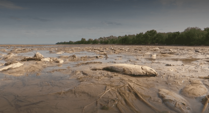 Thousands of suffocated fish in Marianske, near Nikopol (Ukraine), June 14, 2023. (FRANCE TELEVVISIONS)