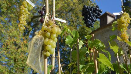 'Excelsior', 'Talisman', 'Vanessa', 'Isabelle'... Ces raisins de table sont insensibles aux maladies.&nbsp; (ISABELLE MORAND / DIMITRI KALIORIS / RADIO FRANCE / FRANCE INFO)