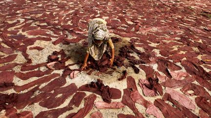 Une femme s&egrave;che du cuir sous le soleil &agrave; Dacca, Bangladesh. #MonEnvoy&eacute;Sp&eacute;cial du 7 f&eacute;vrier 2015. (ZAKIR HOSSAIN CHOWDHURY / NURPHOTO)