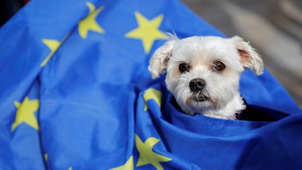 Un chien drapé dans un drapeau européen, le 7 octobre 2018, à Londres, lors d'une manifestation de propriétaires de chiens contre le Brexit. (TOLGA AKMEN / AFP)