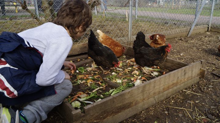 Les enfants adorent s'occuper des poules.&nbsp; (ISABELLE MORAND / CRCV / RADIO FRANCE / FRANCE INFO)