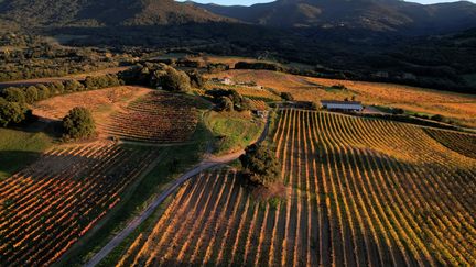 Vignoble dans la région d'Ajaccio (Corse). (PASCAL POCHARD-CASABIANCA / AFP)