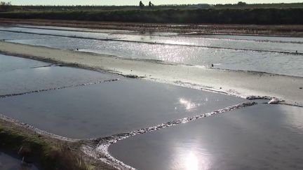 Île de Ré : une nouvelle appellation pour protéger le sel (France 2)