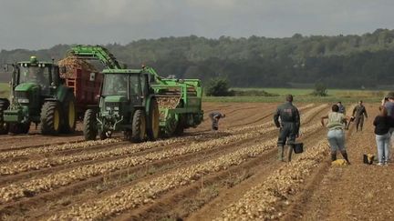 Normandie : des agriculteurs ouvrent leurs champs à des glaneurs solidaires