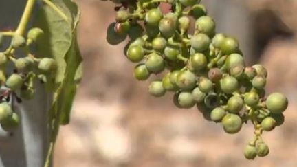 Canicule : le monde agricole éprouvé par la chaleur