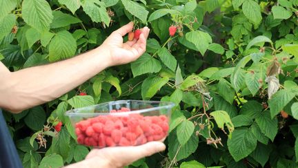 Cueillette des framboises. (VIRGINIE BLANQUART / MOMENT RF / GETTY IMAGES)