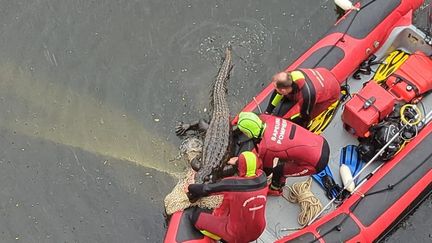 Le faux crocodile repêché dans la Dordogne, le 22 mai 2023 à Bergerac (Dordogne). (VILLE DE BERGERAC)