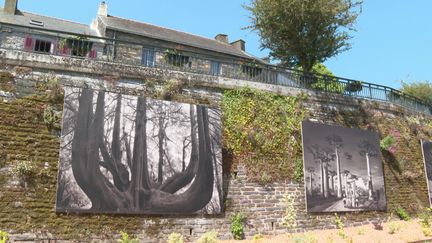 Exposition "L'immortalité des arbres" de la photographe américaine Beth Moon (France 3 Bretagne)