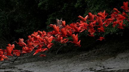 et prépare une étude pour le ministère de l'Environnement, précise que cet Etat abrite la plus grande ceinture de mangroves et des milliers de kilomètres carrés de forêt tropicale vierge. Le Parc national protégé du Cabo Orange, situé dans cet Etat, abrite aigles, ibis rouges, perroquets. C’est aussi là que de mi-décembre à mi-mars, certaines espèces de poissons se réfugient pour se reproduire. (REUTERS/Ricardo Moraes)