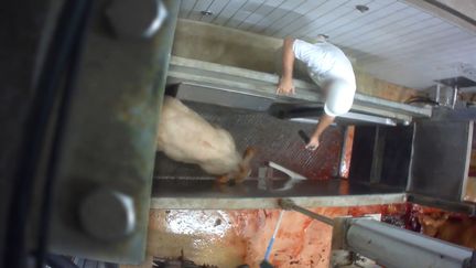 Capture d'écran de la vidéo de l'association L214 dans l'abattoir du&nbsp;Boischaut, dans l'Indre.&nbsp; (CAPTURE D'ÉCRAN/L214)