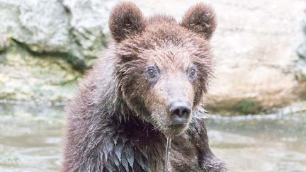 Un ours brun dans l'eau au&nbsp;Kamtchatka. (HINRICH B?SEMANN / DPA)