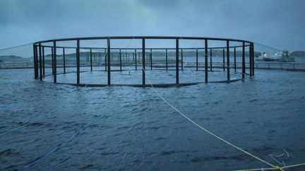 Un &eacute;levage de Marine Harvest pr&egrave;s d'Oksen, en Norv&egrave;ge, le 24 octobre 2013. (MARION SOLLETTY / FRANCETV INFO)