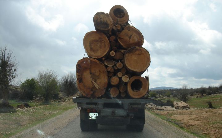 Transport de grumes de cèdres destinées à la fabrication de meubles haut de gamme. (Photo/Abdenbi Zine El Abidine)