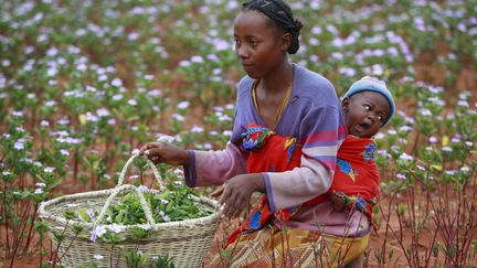 Une Malgache fait la cueillette de plantes médicinales dans la brousse. Ici, des Vinca Rosea pour des préparations thérapeutiques.&nbsp; (CYRIL RUOSO / BIOSPHOTO)