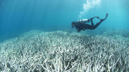 Un plongeur inspecte la Grande barrière de corail, sur l'île d'Heron, en Australie, le 20 avril 2016.&nbsp; (AFP)