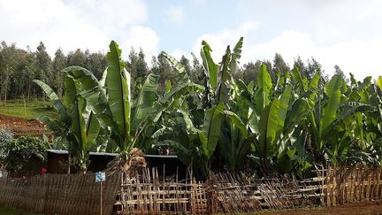 Plantation de "bananes ensete" en Ethiopie. (WAC12, CC BY-SA 4.0 VIA WIKIMEDIA COMMONS)