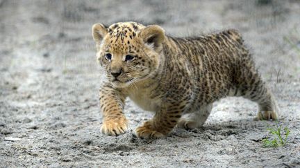 Un b&eacute;b&eacute; ligre &acirc;g&eacute; d'un mois, fruit de l'accouplement d'un tigre et d'un lion, au zoo de Novosibirsk (Russie), le 18 juin 2013. (ILNAR SALAKHIEV / AP / SIPA)