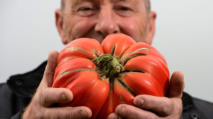 Joe Atherton et sa tomate de 2,06 kilos, durant le "Autumn flower show" &agrave; Harrogate (Royaume-Uni), le 13 septembre. (NIGEL RODDIS / REUTERS)