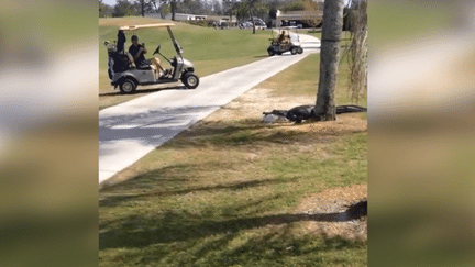 Un alligator pêcheur s'est invité sur le tournoi de golf.