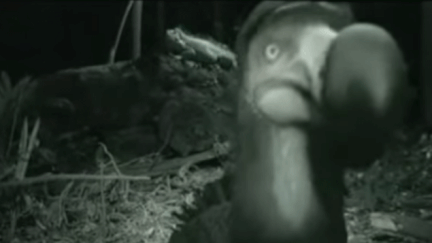 &nbsp; (La vidéo du dodo du Costa Rica (ou de La Réunion) est une mise en scène  © capture d'écran de You Tube)