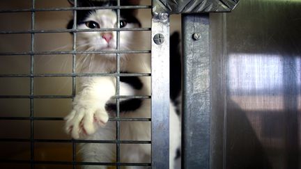 Un chat à la SPA de Lyon. (JEAN-PHILIPPE KSIAZEK / AFP)