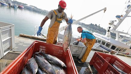 Des p&ecirc;cheurs d&eacute;barquent du thon blanc sur le port de Concarneau (Finist&egrave;re), le 19 septembre 2014. (  MAXPPP)