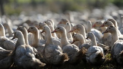 Des canards dans un élevage de Bénesse-Maremne (Landes), le 10&nbsp;décembre 2015. (IROZ GAIZKA / AFP)