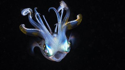 La bioluminescence est un procédé biochimique primitif. (GABRIEL BARATHIEU / BIOSPHOTO)