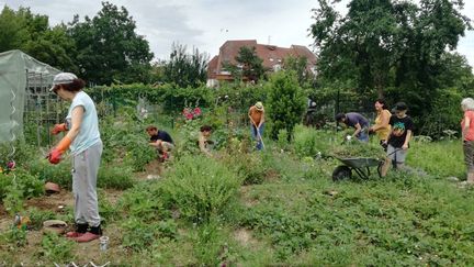 Tous au boulot dans le jardin communautaire !&nbsp; (ISABELLE MORAND / CRCV / RADIO FRANCE / FRANCE INFO)