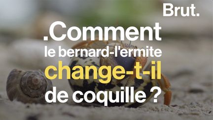 Sans sa coquille, le bernard-l'ermite s'expose à de grands dangers.