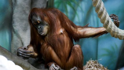 Élan de solidarité pour Francine Néago, une célèbre primatologue