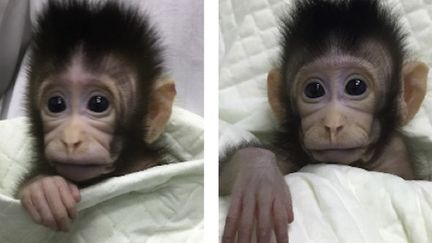 Source : Liu et al., Cloning of Macaque Monkeys by Somatic Cell Nuclear Transfer, Cell (2018). doi:10.1016/j.cell.2018.01.020 (reproduit avec l'aimable autorisation de Elsevier)