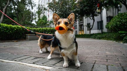 Un chien portant un masque, promené en laisse, le 4 février 2020 à Guangzhou (Chine) pendant l'épidémie de nouveau coronavirus. (ANADOLU AGENCY / AFP)