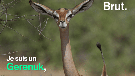 Brut : gerenuk