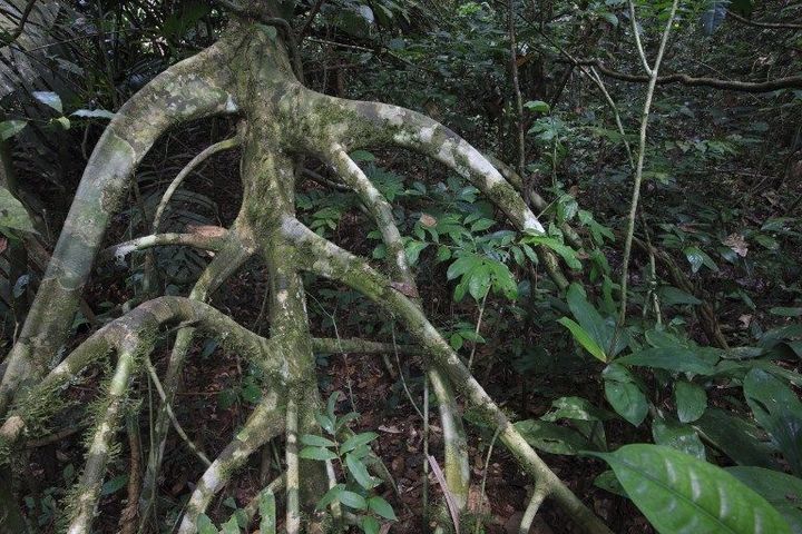 Quelque part dans la forêt gabonaise (AFP - CYRIL RUOSO / BIOSPHOTO)