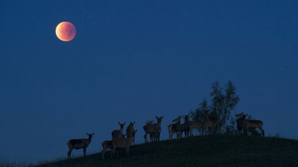 Des rennes en silhouettes sous la Lune rousse près du village de Yavterishki à 250 km de Minsk le 28 sept 2015.
 (Sergeï Gapon / AFP)