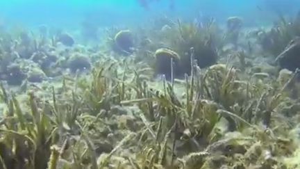 Champ de nacres : un trésor sous la mer